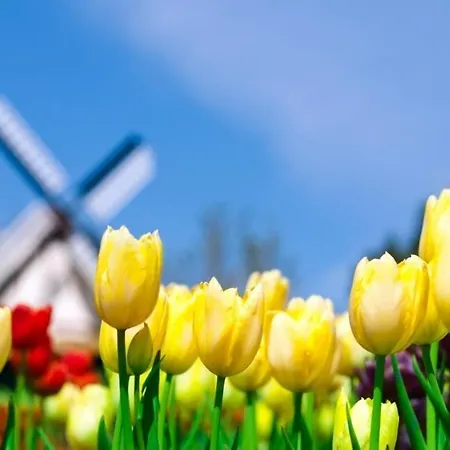 Duinhuis26 Egmond aan Zee