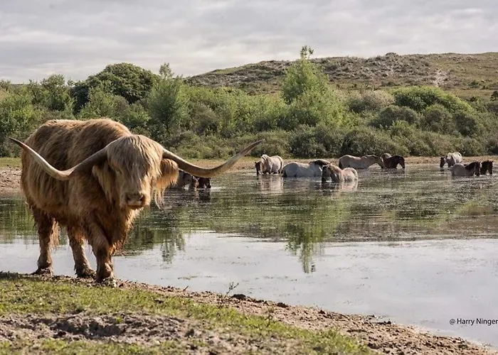 Dom wakacyjny Duinhuis26 *