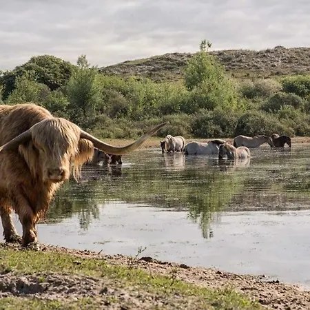 Feriehus Duinhuis26 *